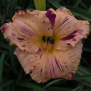 Broken Territory Daylily